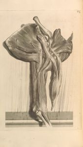Anatomia humani corporis Pl.066