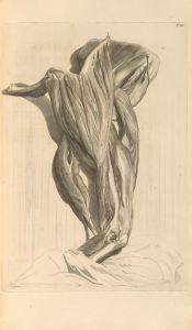 Anatomia humani corporis Pl.067