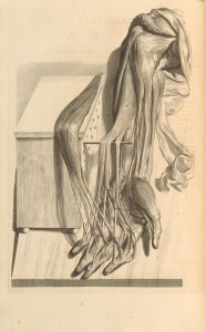 Anatomia humani corporis Pl.068