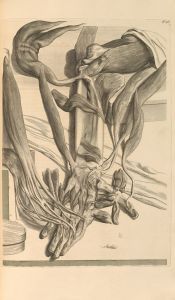 Anatomia humani corporis Pl.069