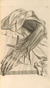 Anatomia humani corporis Pl.071