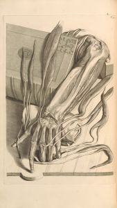 Anatomia humani corporis Pl.072