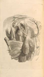 Anatomia humani corporis Pl.074
