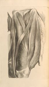 Anatomia humani corporis Pl.076