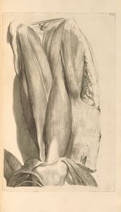 Anatomia humani corporis Pl.077