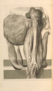 Anatomia humani corporis Pl.078