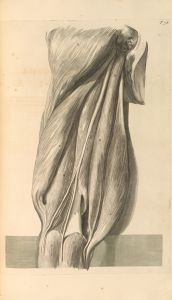 Anatomia humani corporis Pl.079
