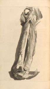 Anatomia humani corporis Pl.080