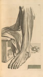 Anatomia humani corporis Pl.081