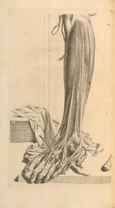 Anatomia humani corporis Pl.082