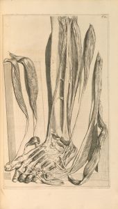 Anatomia humani corporis Pl.083