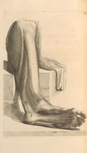 Anatomia humani corporis Pl.084
