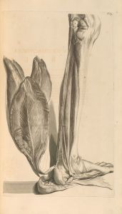 Anatomia humani corporis Pl.085