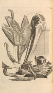 Anatomia humani corporis Pl.086