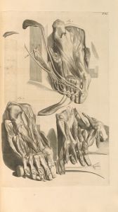 Anatomia humani corporis Pl.087