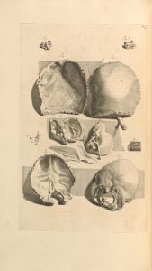 Anatomia humani corporis Pl.091