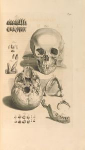 Anatomia humani corporis Pl.093