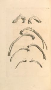 Anatomia humani corporis Pl.095
