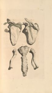 Anatomia humani corporis Pl.096