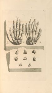 Anatomia humani corporis Pl.098