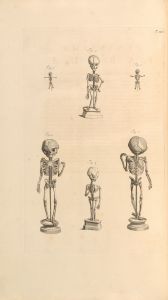 Anatomia humani corporis Pl.101