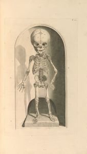Anatomia humani corporis Pl.102