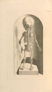 Anatomia humani corporis Pl.103