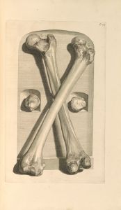 Anatomia humani corporis Pl.104
