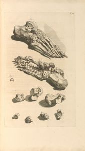 Anatomia humani corporis Pl.106