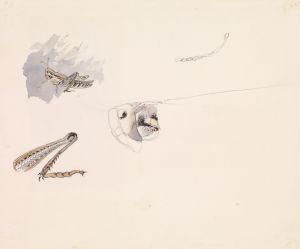 Studies of a Grasshopper – Body, Head and Leg