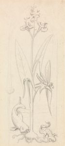 Stained Glass Study, Water Plant with Grasshoper, Fish and Newt