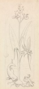 Stained Glass Study, Water Plant with Grasshoper, Fish and Newt