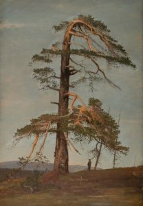 Furu. Vingeråsheia, Telemark