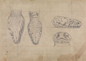 Study of the Head of a Snake