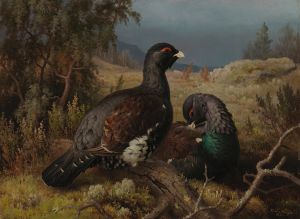 Capercaillie Cocks