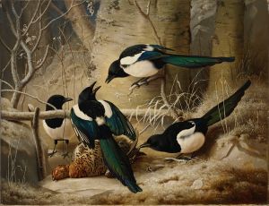 Magpies Round A Dead Female Capercaillie
