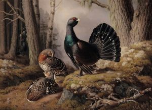 Capercaillies Courting