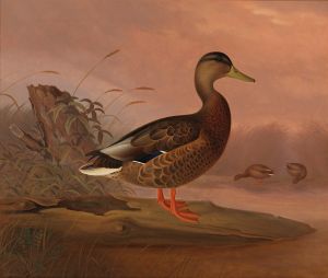 Mallard