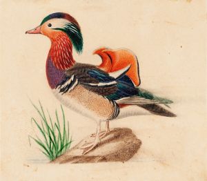 Mandarin Duck