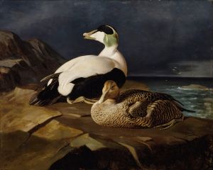 Pair Of Common Eiders On A Rock