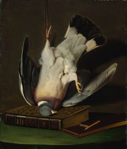 A Dead Wood Pigeon