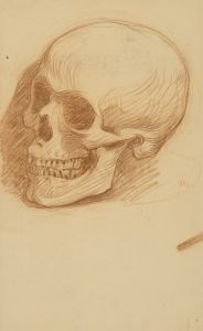 Skull Study