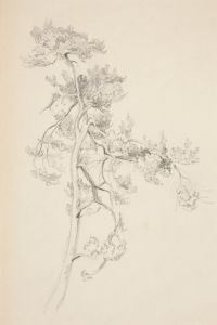 Tree and Foliage