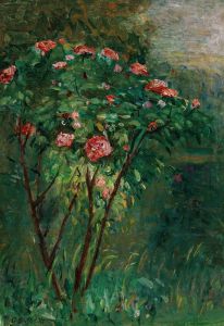 Le rosier fleuri