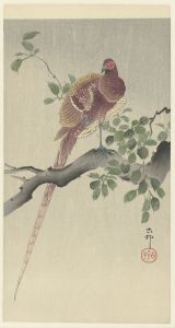 Copper pheasant