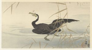Cormorant with fish