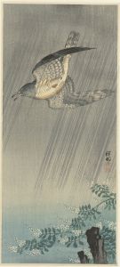 Cuckoo in storm