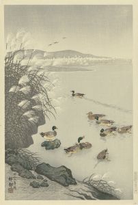 Ducks in the water