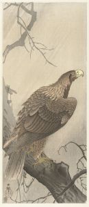 Eagle on tree branch