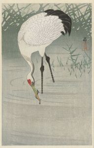 Fishing crane in shallow water